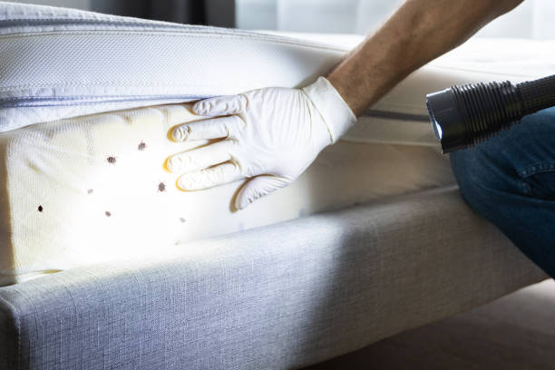 Best Ant Control Services  in Conroe, TX